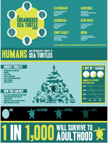Turtle Test Sea Turtle Test Project – Kudos: Growing the influence of research