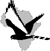 FitzPatrick Institute of African Ornithology